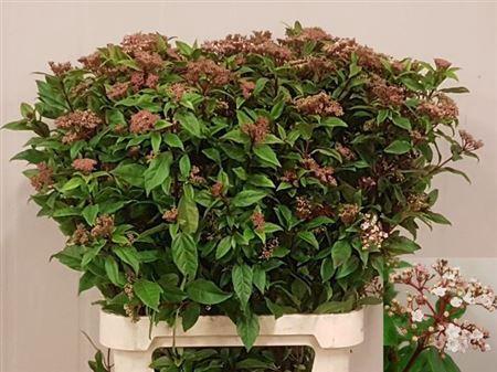Viburnum tinus per stuk Red Spirit
