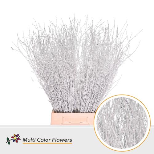 Betula kleurbehandeld H%