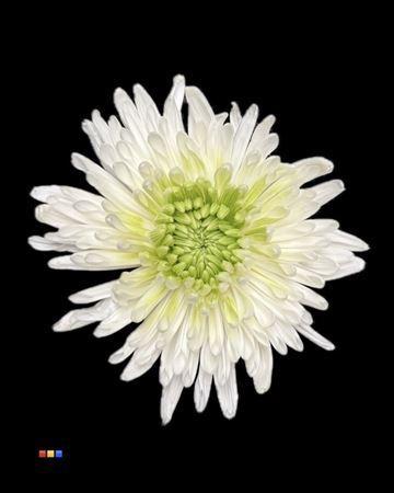 Chrysanthemum geplozen kas kleurbehandeld H%