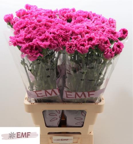 Dianthus standaard 'Farida'