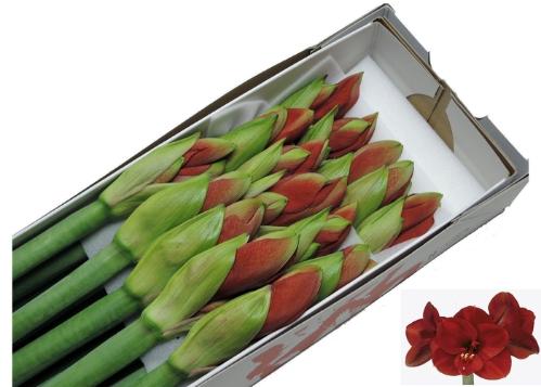 Hippeastrum Galaxy Grp 'Ferrari'