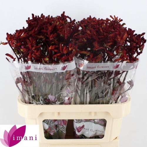 Anigozanthos 'Early Spring'