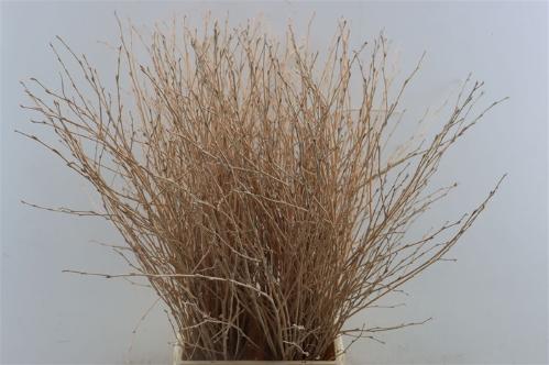 Betula kleurbehandeld H%