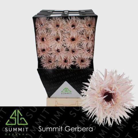 Gerbera grootbloemig Cream Springs
