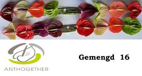 Anthurium Andreanum Grp gemengd