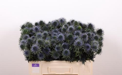 Eryngium alpinum 'Scorpius Questar'