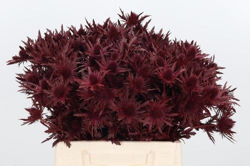 Eryngium planum kleurbehandeld H%