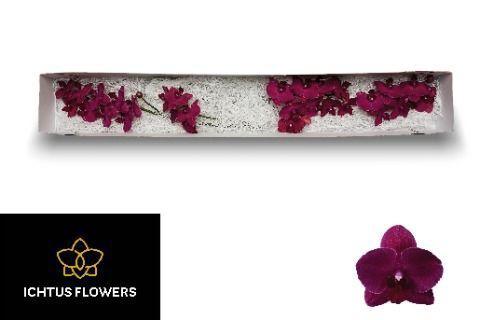 Phalaenopsis per tak Anthura Montreux