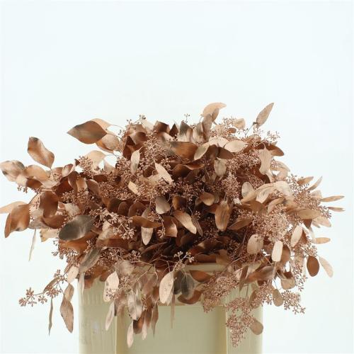 Eucalyptus polyanthemos (fruit) kleurbehandeld per bos H%