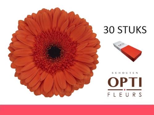 Gerbera grootbloemig 'Capella'