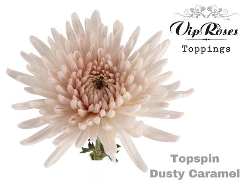 Chrysanthemum geplozen kas kleurbehandeld H%