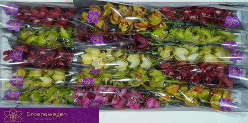 Cymbidium mini per tak gemengd