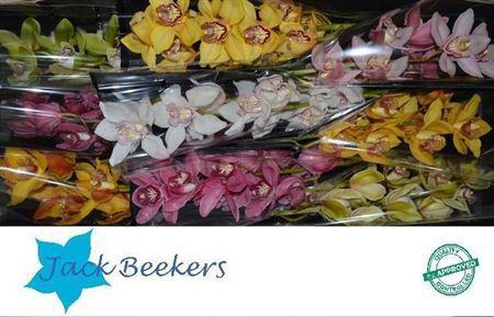 Cymbidium grootbloemig per tak gemengd