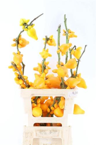Siervruchten per stuk Solanum mamosum 'Pig Face'