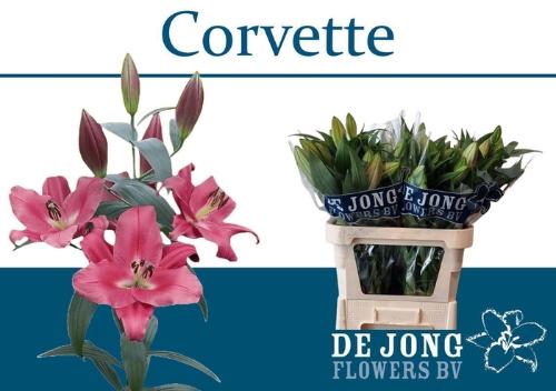 Lilium (OT-hybrids Grp) 'Corvette'