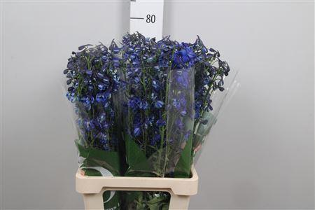 Delphinium Belladonna Grp enkelbloemig Donna