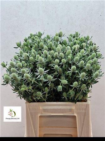 Eryngium planum 'White Glitter'