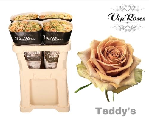 Rosa grootbloemig Teddy's