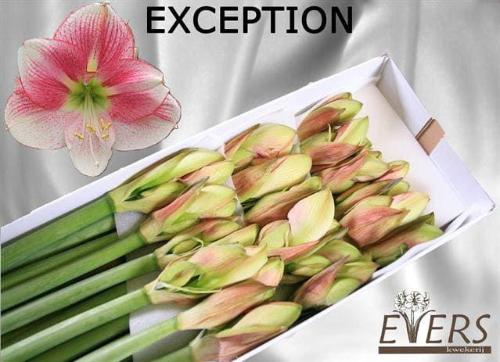 Hippeastrum Galaxy Grp 'Exception'