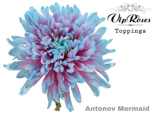 Chrysanthemum (Indicum Grp) geplozen Antonov kleurbehandeld H%