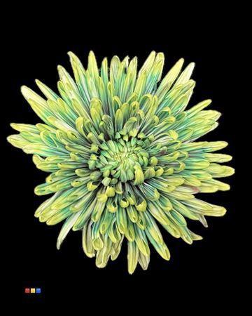 Chrysanthemum (Indicum Grp) geplozen Topspin kleurbehandeld H%