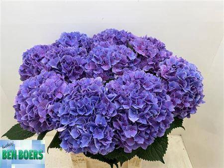 Hydrangea macrophylla Cassanova