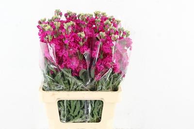 Matthiola incana 'Iron Rose'