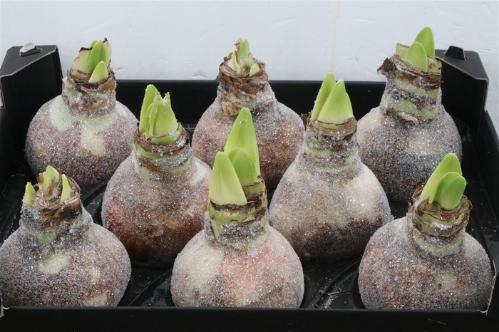 Hippeastrum bol gewaxt H%