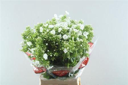 Phlox Paniculata Grp Icecap