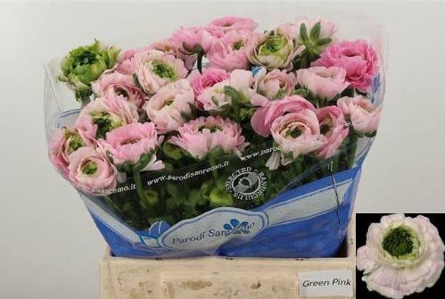 Ranunculus asiaticus 'Festival Dark Pink'