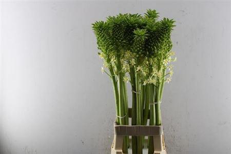 Eucomis pole-evansii 'Goliath'