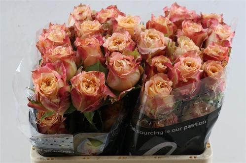 Rosa grootbloemig overig