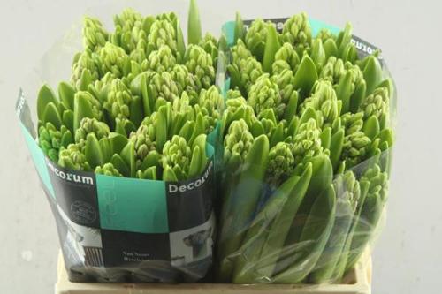 Hyacinthus orientalis 'Paul Hermann'