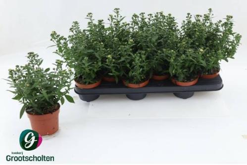 Aster Novi-belgii Grp Starletta White