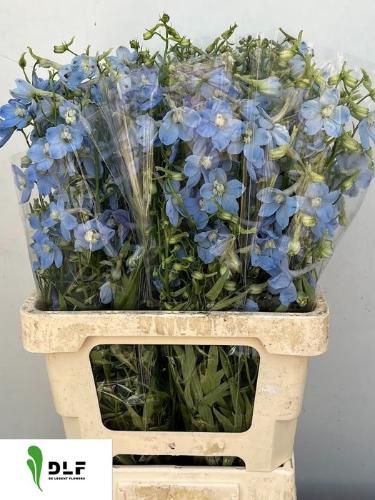 Delphinium Belladonna Grp enkelbloemig 'Ballkleid'