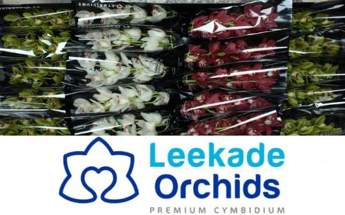 Cymbidium mini per tak gemengd 2 kleuren