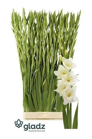 Gladiolus grootbloemig 'Speed Date'