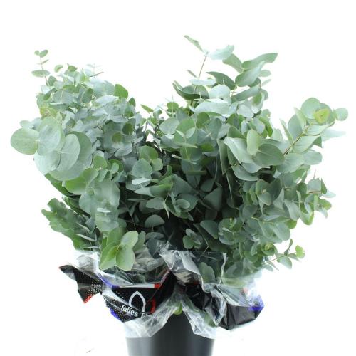 Eucalyptus per bos cinerea