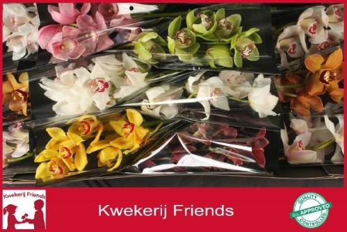 Cymbidium grootbloemig per tak gemengd