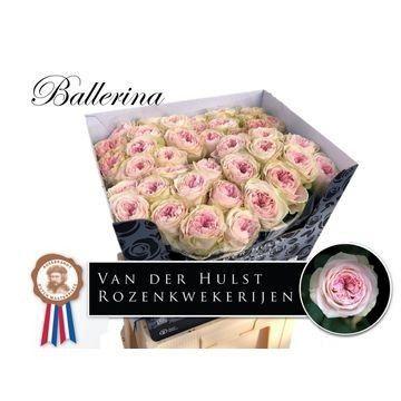 Rosa grootbloemig Ballerina Summerhouse