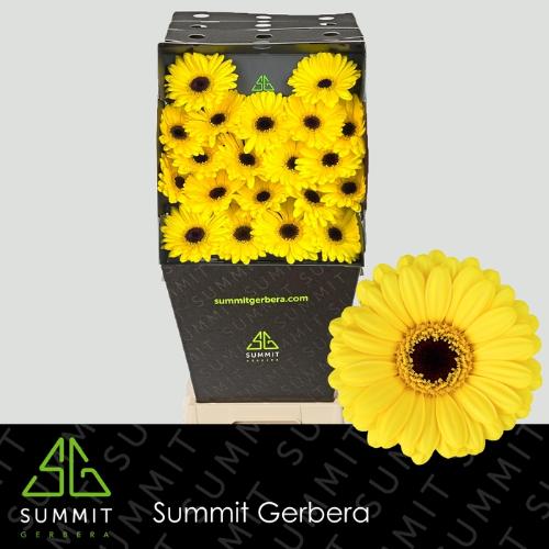 Gerbera mini Sunshine