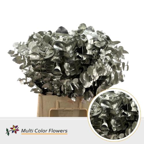 Eucalyptus cinerea kleurbehandeld per bos H%