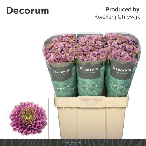 Chrysanthemum Indicum Grp tros santini Doria