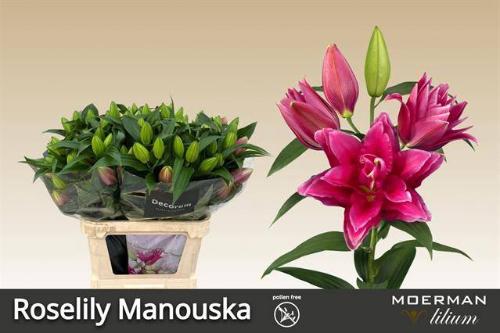 Lilium (Oriental Grp) dubbel Roselily Manouska