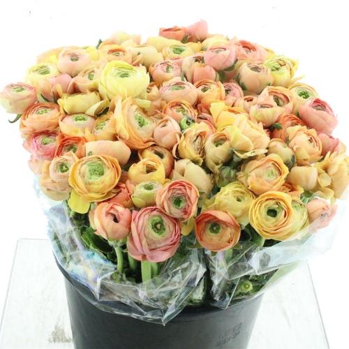 Ranunculus asiaticus 'Elegance Salmon'