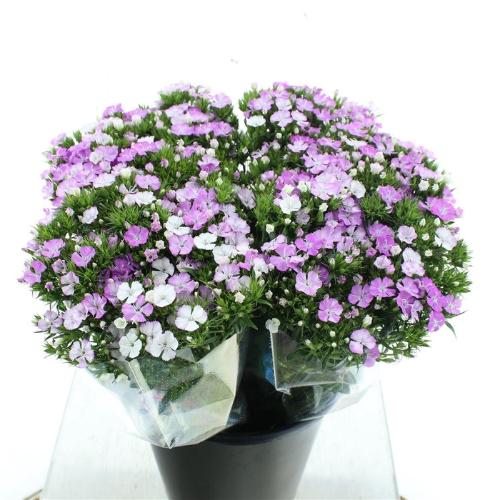 Dianthus barbatus 'Amazon Rose Magic'