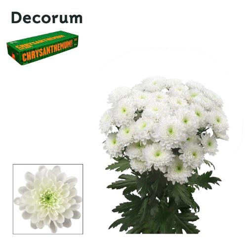 Chrysanthemum( Indicum Grp) tros Altaj