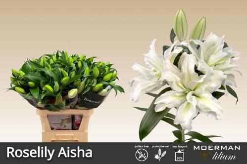 Lilium Oriental dubbel Grp Roselily Aisha