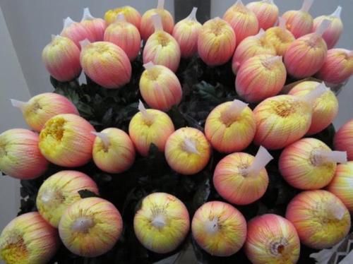 Chrysanthemum (Indicum Grp) geplozen Antonov kleurbehandeld H%