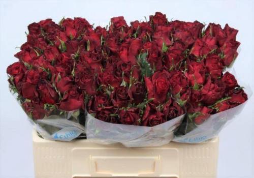 Rosa grootbloemig Burgundy